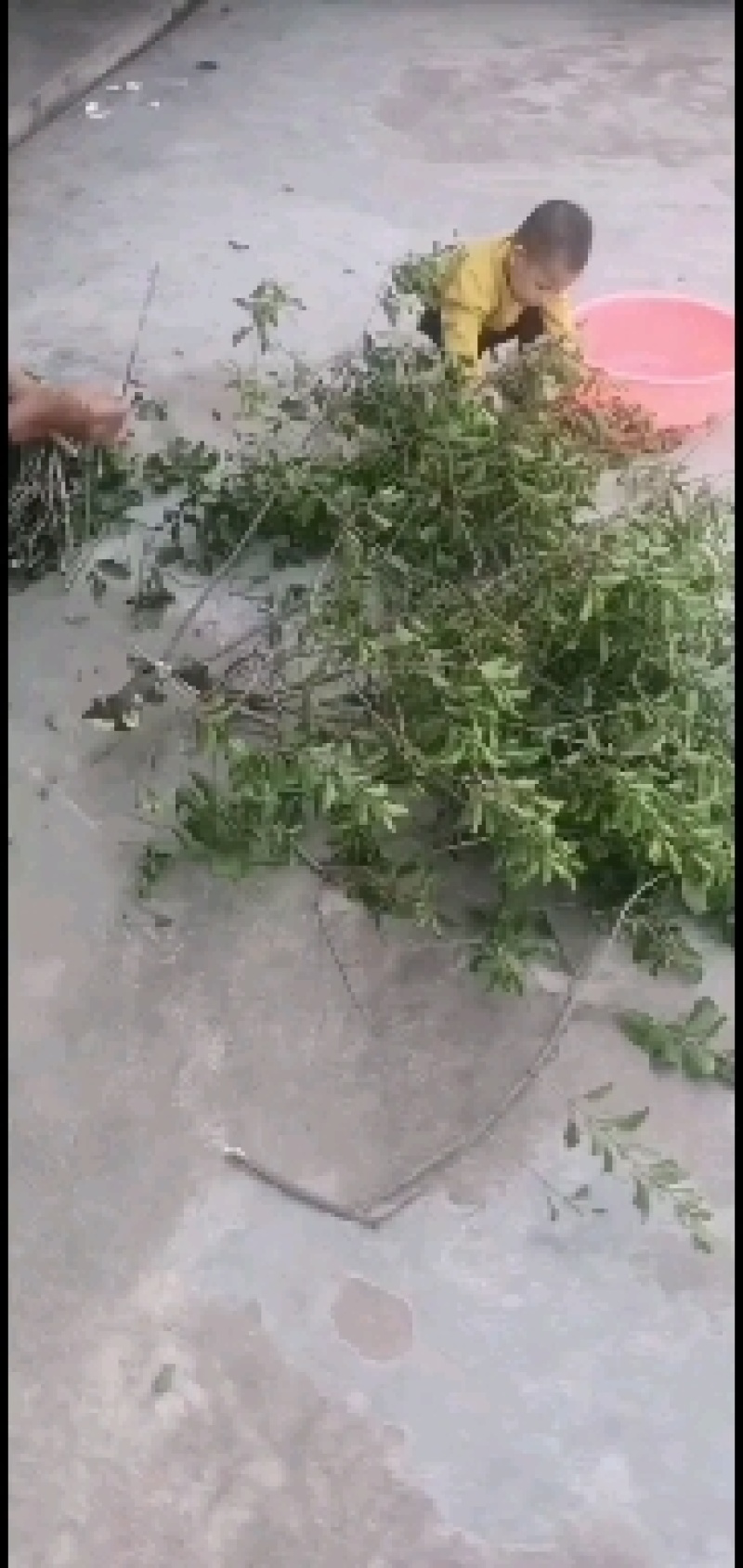 大量野生各类树木寄生茶！15元每斤起！！大量新鲜采摘发货