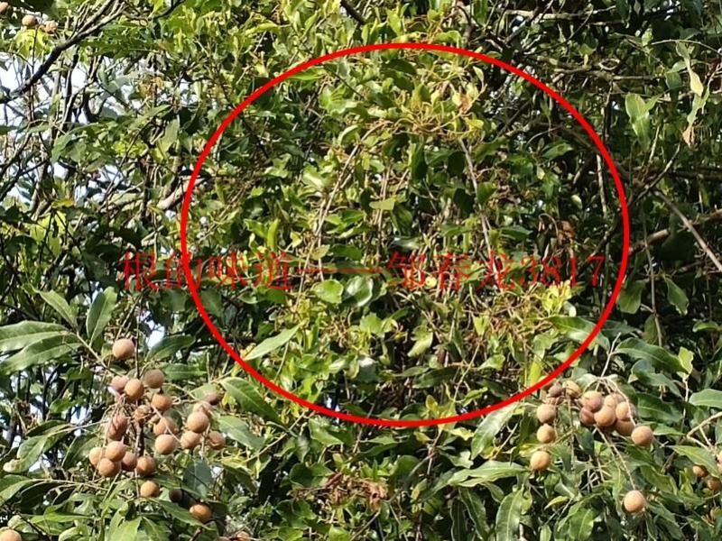 大量野生各类树木寄生茶！15元每斤起！！大量新鲜采摘发货