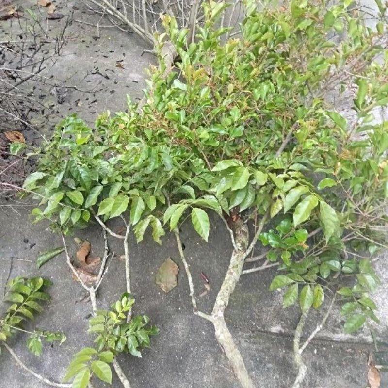 大量野生各类树木寄生茶！15元每斤起！！大量新鲜采摘发货