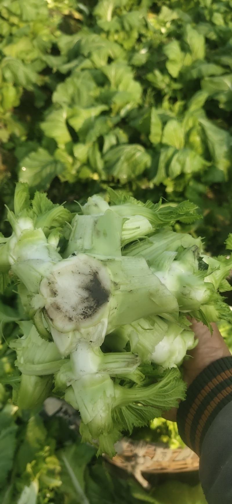 四川儿菜，精品儿菜基地发货大小心，早中熟儿质量保证，量大从优