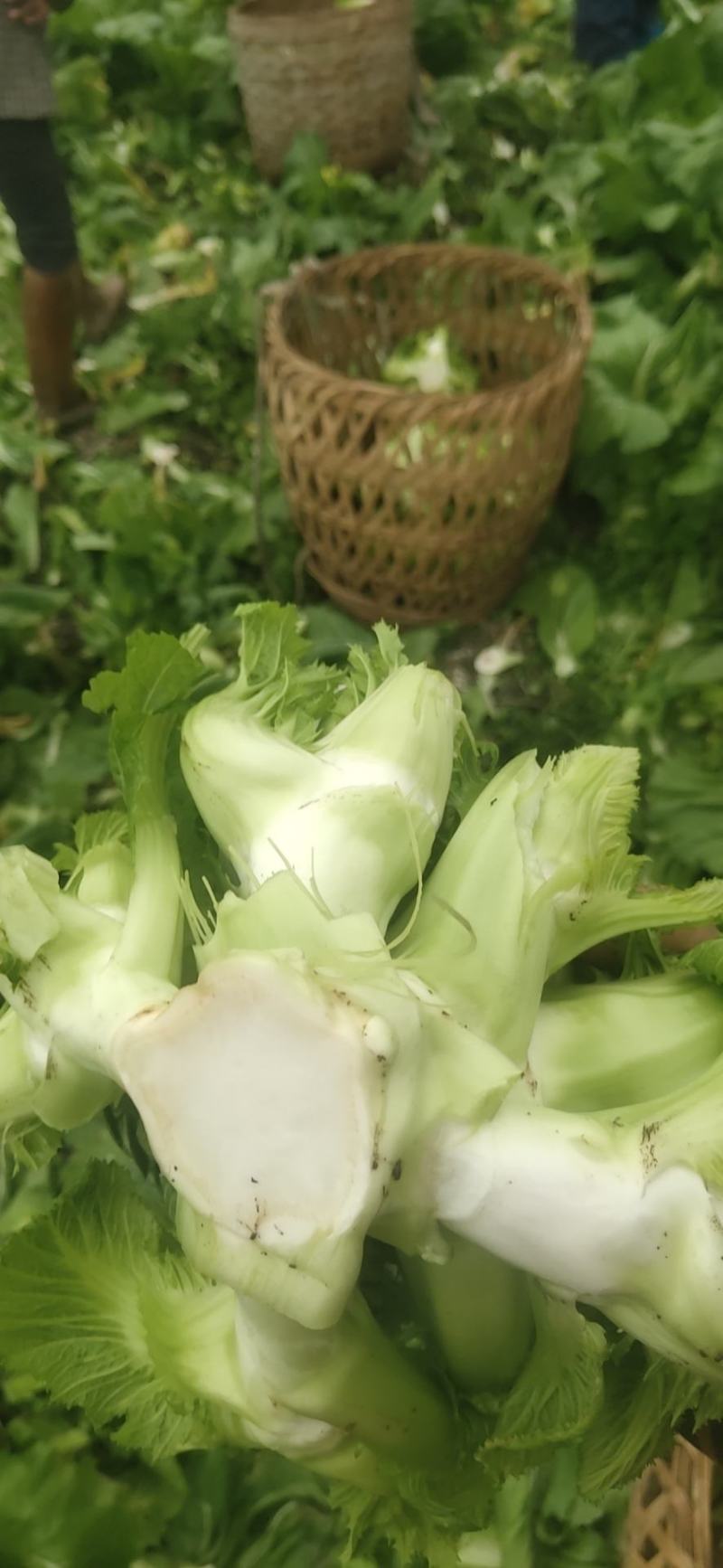 四川儿菜，精品儿菜基地发货大小心，早中熟儿质量保证，量大从优