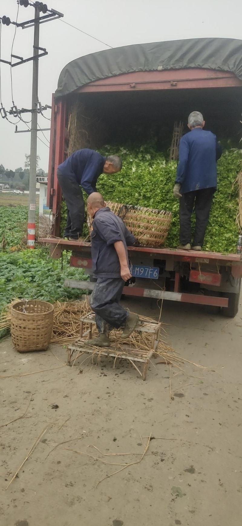 四川儿菜，精品儿菜基地发货大小心，早中熟儿质量保证，量大从优