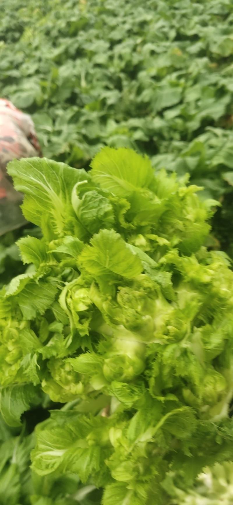 四川儿菜，精品儿菜基地发货大小心，早中熟儿质量保证，量大从优