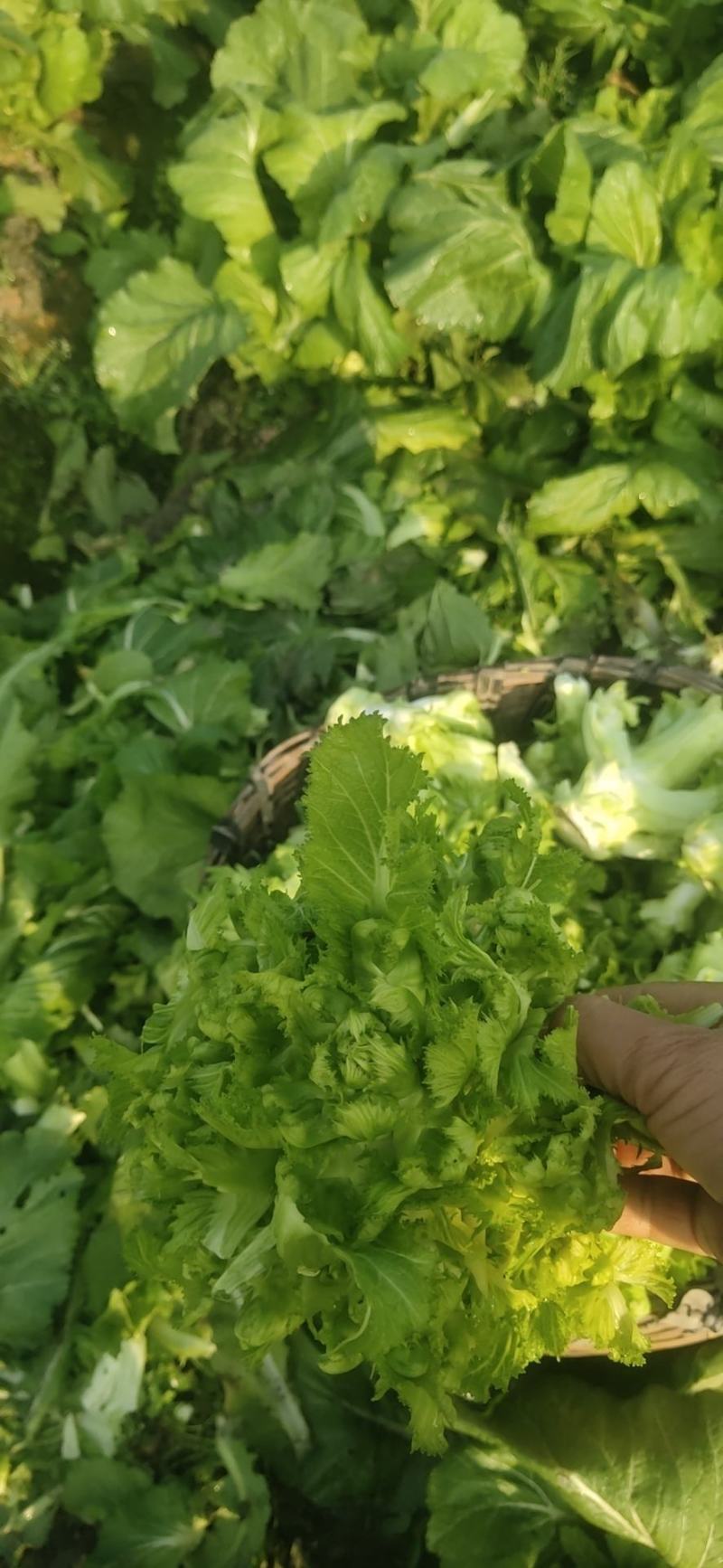 四川儿菜，精品儿菜基地发货大小心，早中熟儿质量保证，量大从优
