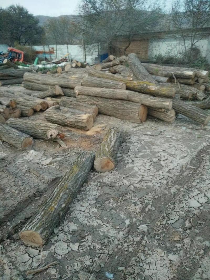 白杨木材。杨木，农村大木头，大量出售木头