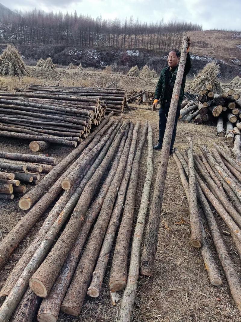 白杨木材。杨木，农村大木头，大量出售木头