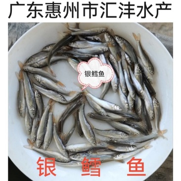 银鳕鱼苗，大鳞鲃银鳕鱼苗，技术支持！全国发货！