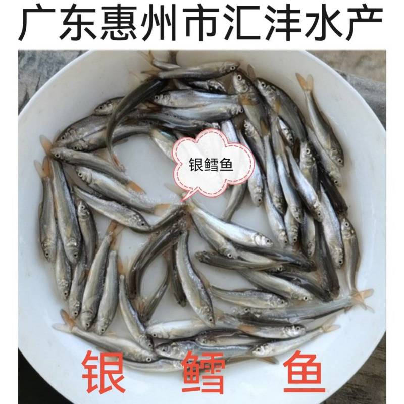 银鳕鱼苗，大鳞鲃银鳕鱼苗，技术支持！全国发货！