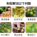 鲁丰颗粒硼肥促进开花结果提高坐果率减少畸形果撒施