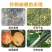 鲁丰颗粒硼肥促进开花结果提高坐果率减少畸形果撒施