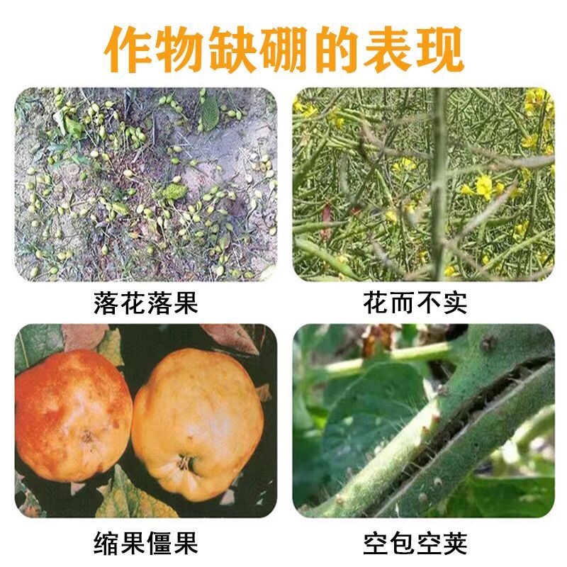 鲁丰颗粒硼肥促进开花结果提高坐果率减少畸形果撒施