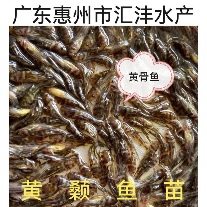 黄颡鱼，杂交全雄黄骨鱼黄辣丁量大从优全国发货！
