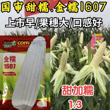 极早熟糯玉米种子金糯1607甜加糯大棒香甜白糯粘玉米种