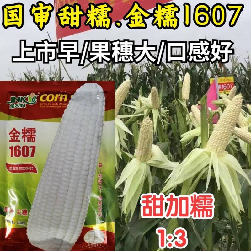 极早熟糯玉米种子金糯1607甜加糯大棒香甜白糯粘玉米种