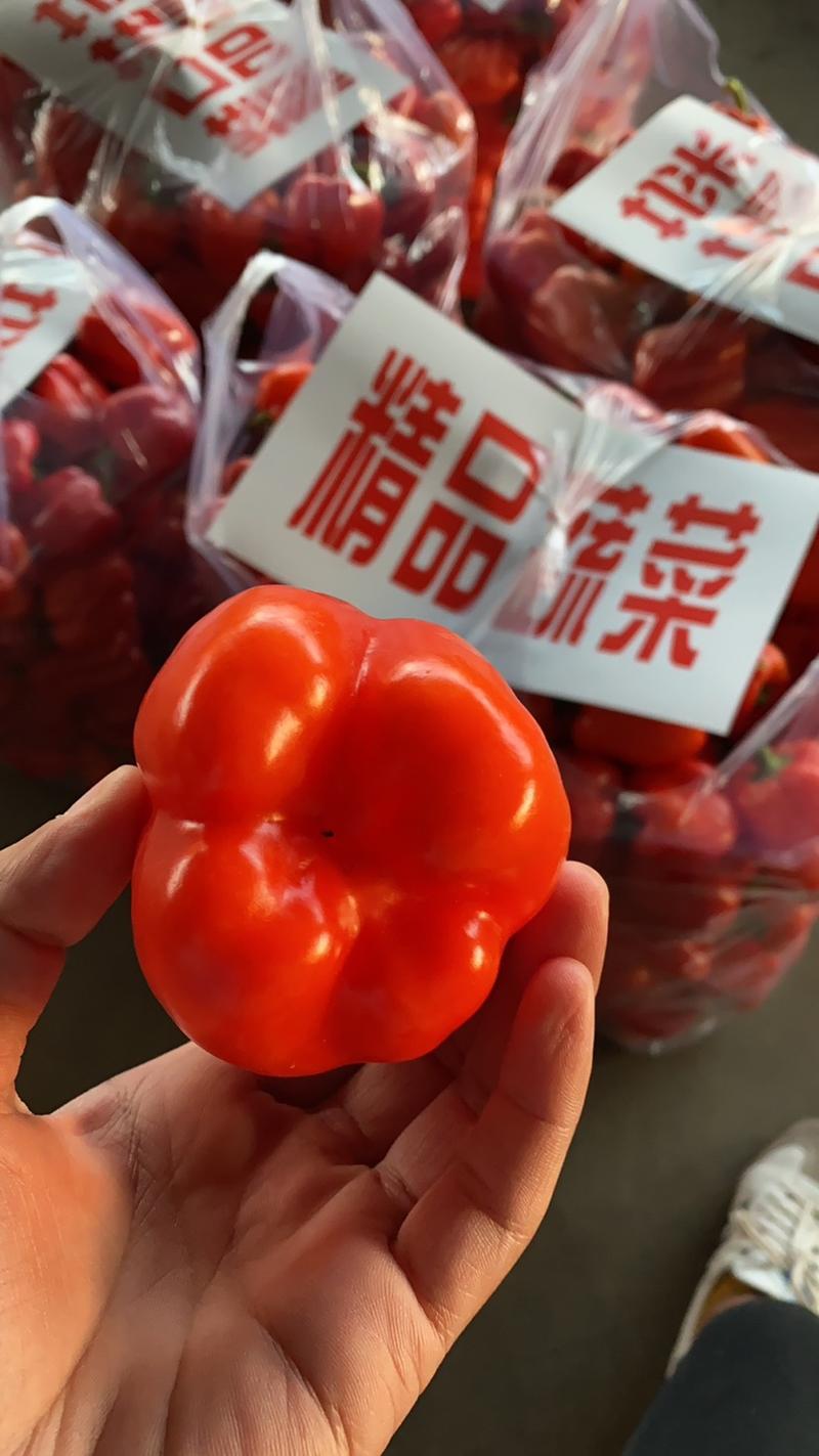 河北邯郸本地红圆椒大量现货供应可视频在线观看
