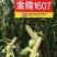 极早熟糯玉米种子金糯1607甜加糯大棒香甜白糯粘玉米种
