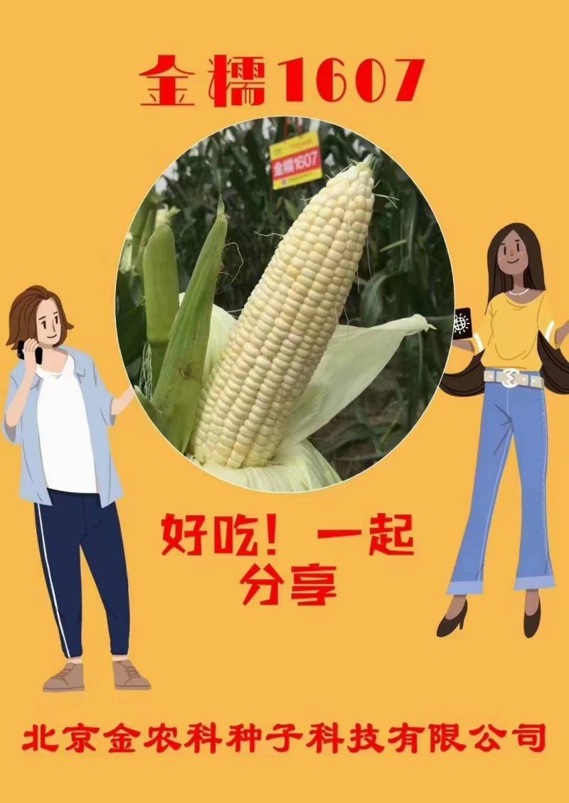极早熟糯玉米种子金糯1607甜加糯大棒香甜白糯粘玉米种