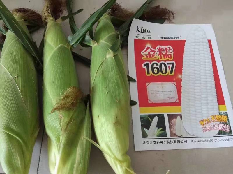 极早熟糯玉米种子金糯1607甜加糯大棒香甜白糯粘玉米种