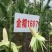 极早熟糯玉米种子金糯1607甜加糯大棒香甜白糯粘玉米种