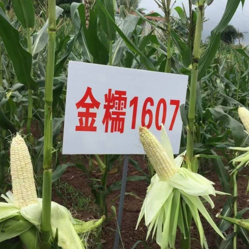 极早熟糯玉米种子金糯1607甜加糯大棒香甜白糯粘玉米种