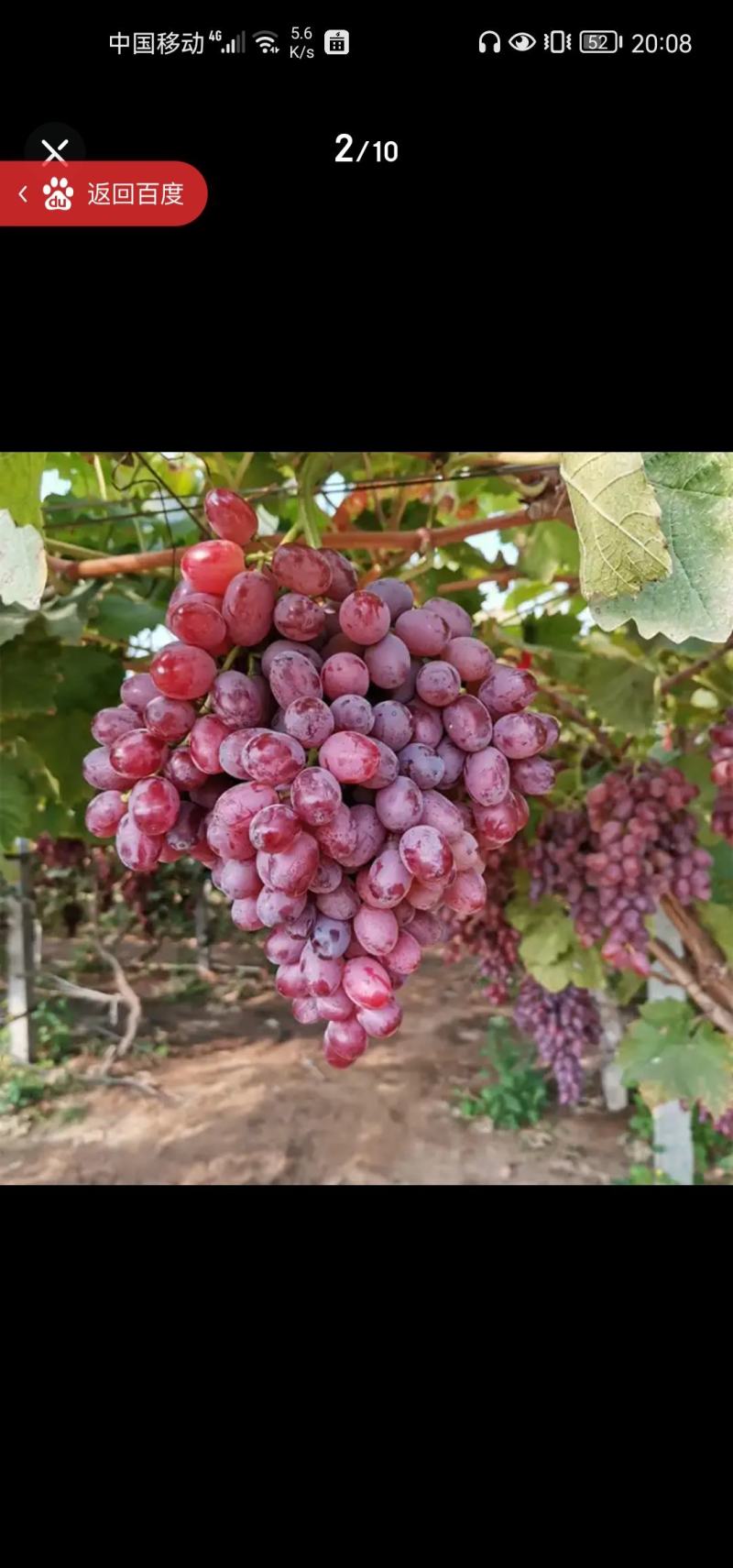 红提葡萄苗保证成活率纯度提供技术指导