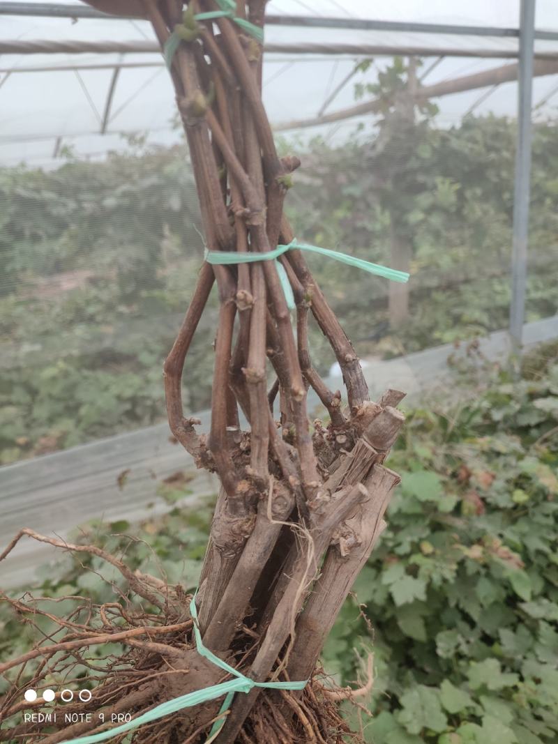 红提葡萄苗保证成活率纯度提供技术指导