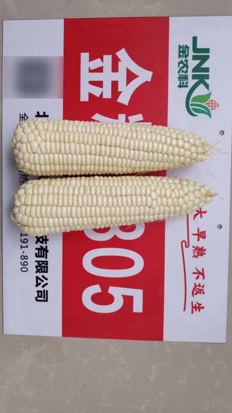 金糯1805特大棒甜糯玉米种子早熟大穗白粘糯苞谷玉米种子