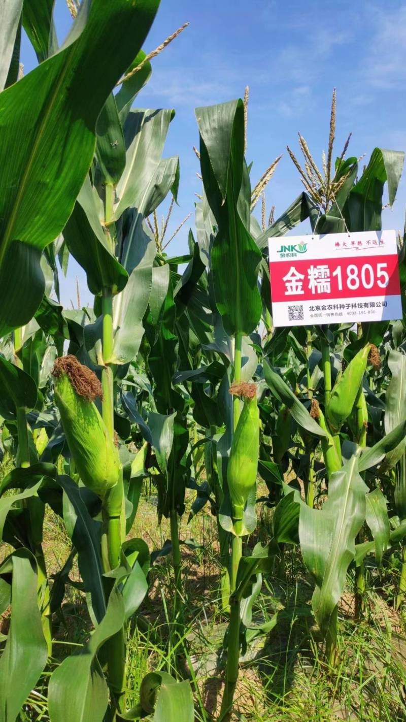 金糯1805特大棒甜糯玉米种子早熟大穗白粘糯苞谷玉米种子