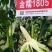 金糯1805特大棒甜糯玉米种子早熟大穗白粘糯苞谷玉米种子
