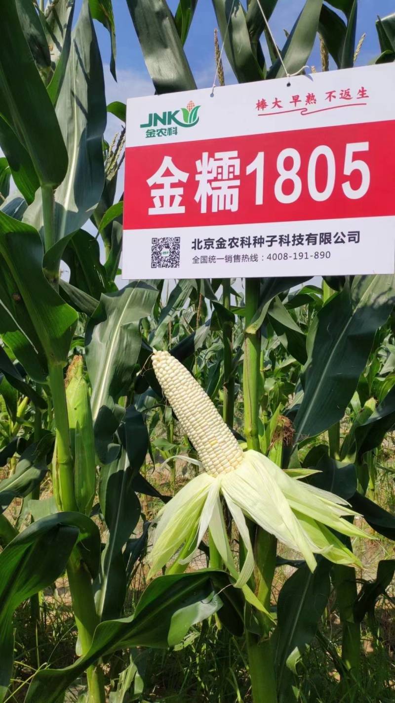 金糯1805特大棒甜糯玉米种子早熟大穗白粘糯苞谷玉米种子