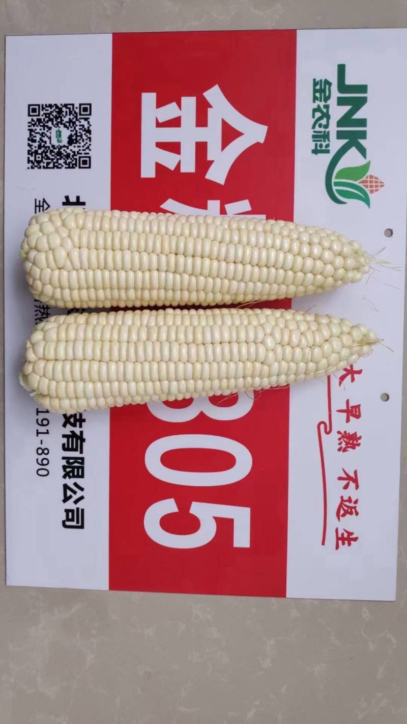 金糯1805特大棒甜糯玉米种子早熟大穗白粘糯苞谷玉米种子