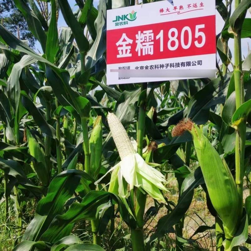 金糯1805特大棒甜糯玉米种子早熟大穗白粘糯苞谷玉米种子