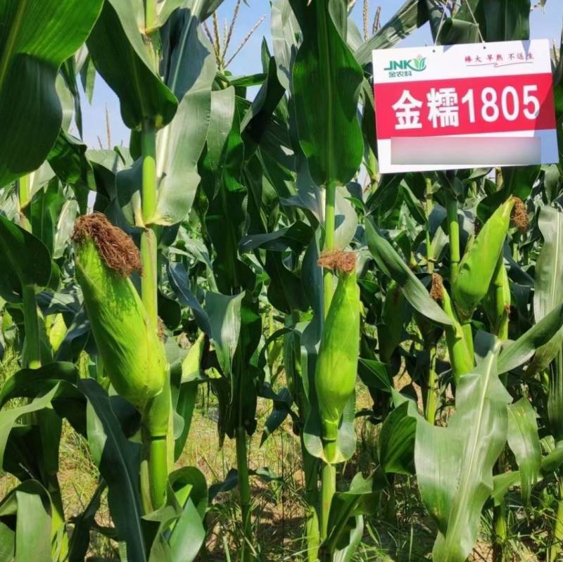 金糯1805特大棒甜糯玉米种子早熟大穗白粘糯苞谷玉米种子