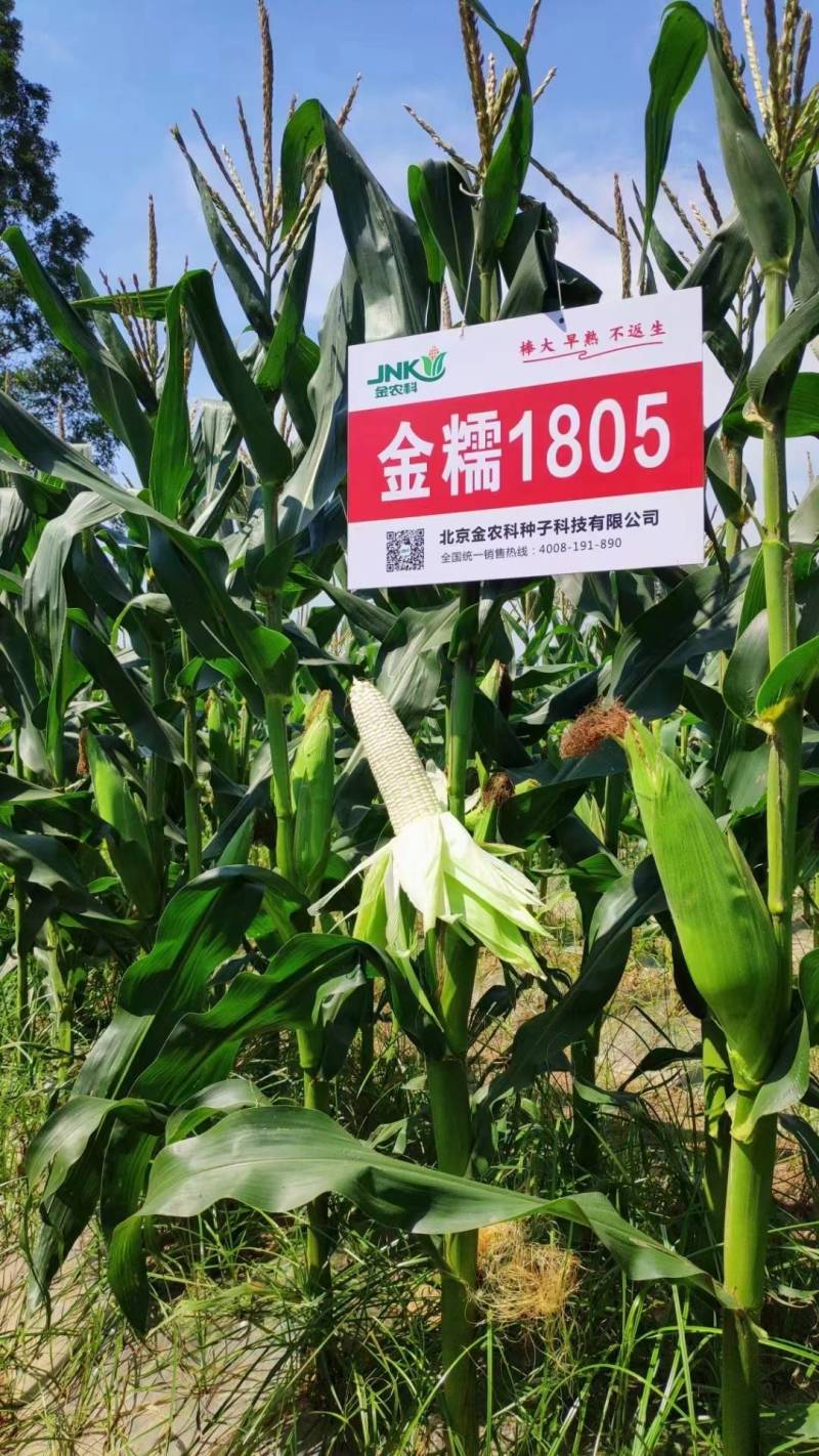 金糯1805特大棒甜糯玉米种子早熟大穗白粘糯苞谷玉米种子