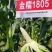 金糯1805特大棒甜糯玉米种子早熟大穗白粘糯苞谷玉米种子