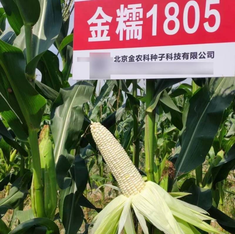 金糯1805特大棒甜糯玉米种子早熟大穗白粘糯苞谷玉米种子