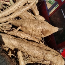 广西桂林葛根