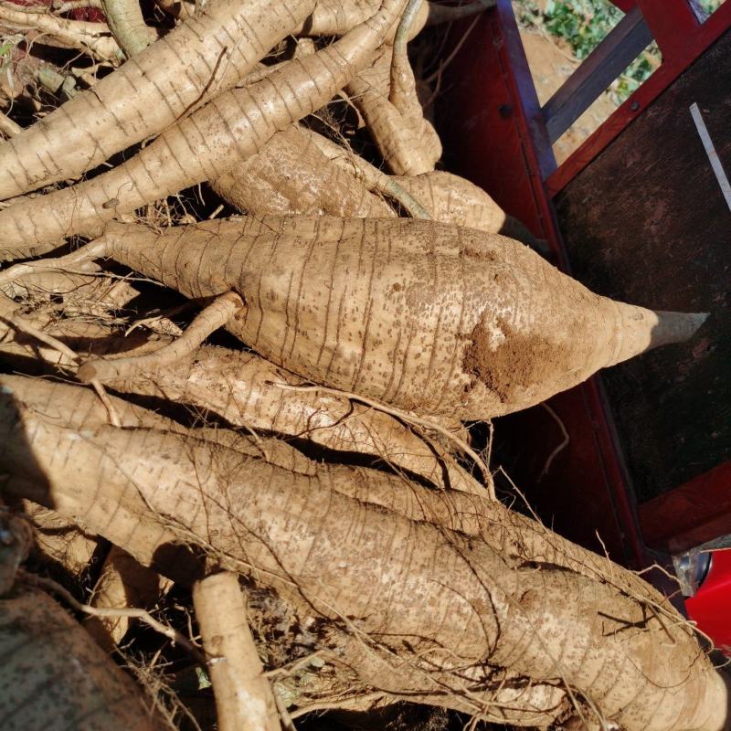 广西桂林葛根