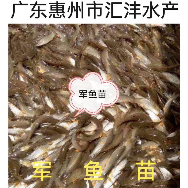 军鱼苗青竹鲩石坚鱼量大从优，品质保证全国发货！