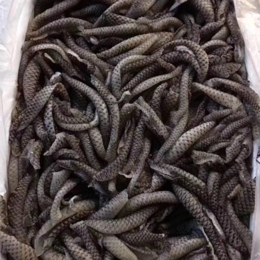 鱼皮