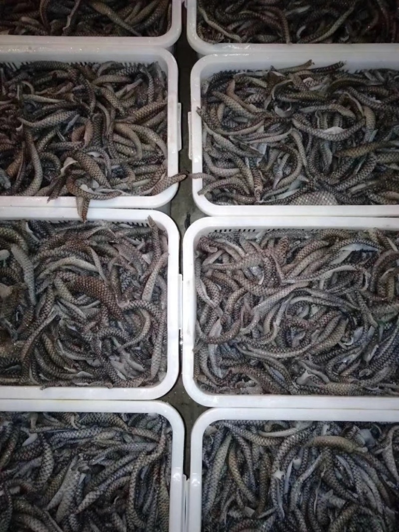 鱼皮