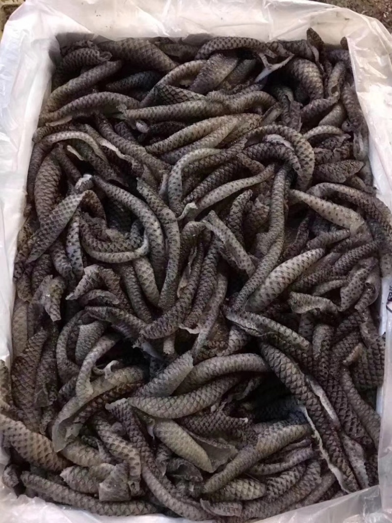 鱼皮