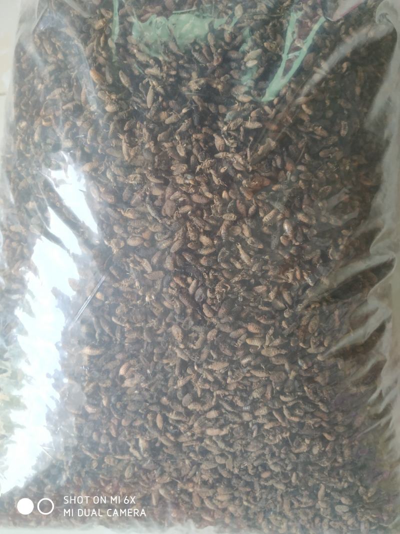 金沙牛