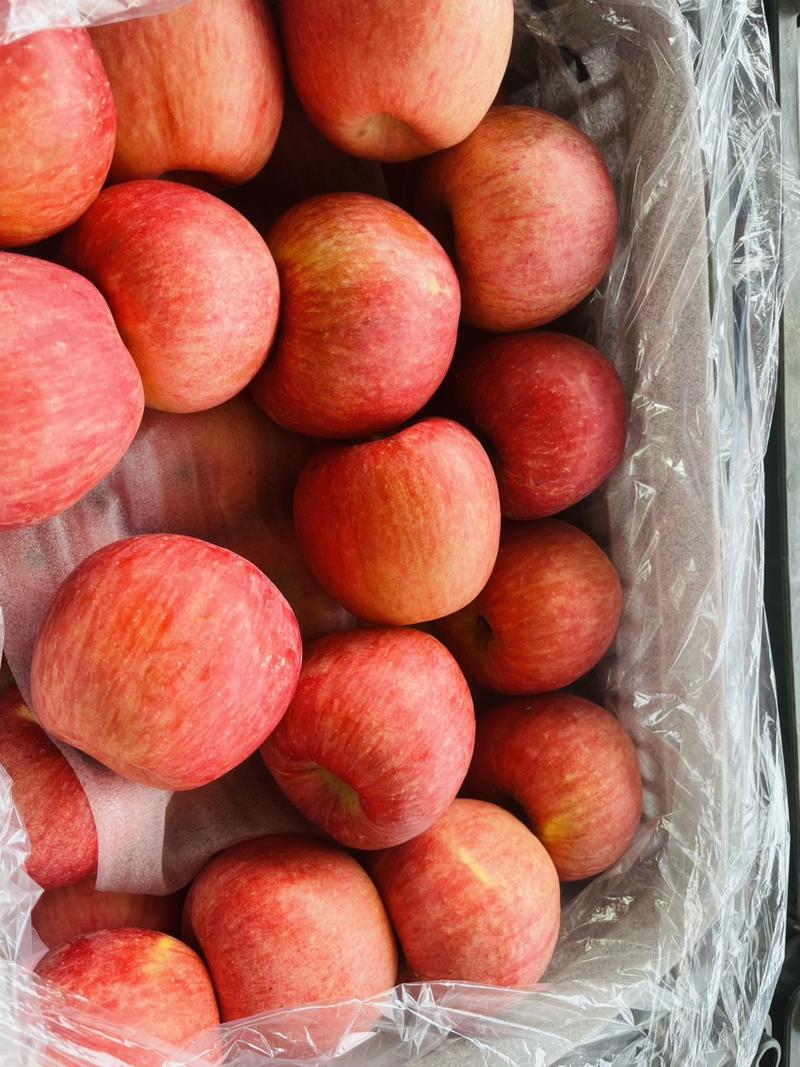 山东口感脆甜条纹红富士苹果产地直发大量现货