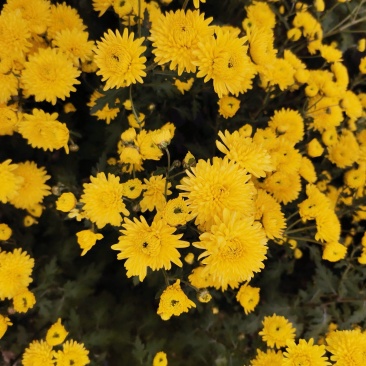 婺源皇菊，要的联系，干花两吨