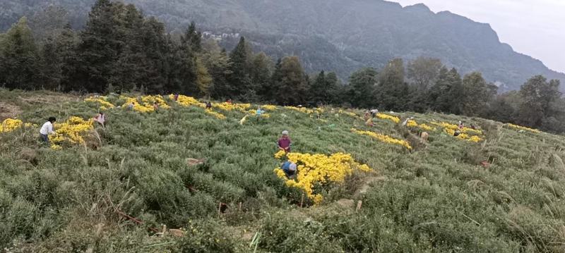 婺源皇菊，要的联系，干花两吨