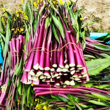 精品红菜苔白菜苔小叶红牛亮红一手货源基地直发鲜嫩爽口