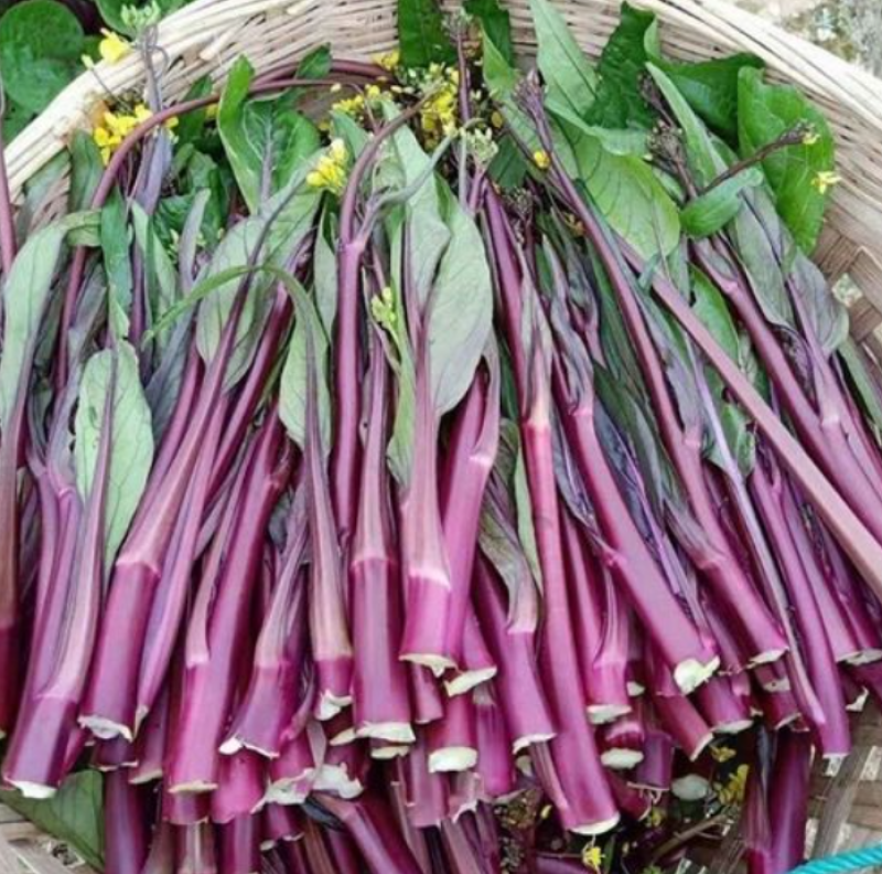 精品红菜苔白菜苔小叶红牛亮红一手货源基地直发鲜嫩爽口