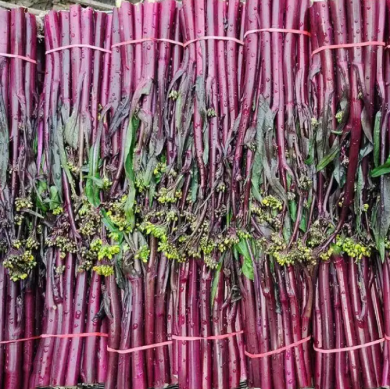 精品红菜苔白菜苔小叶红牛亮红一手货源基地直发鲜嫩爽口