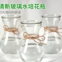 懒人盆风信子水培植物花瓶创意水培容器透明玻璃瓶花盆瓶